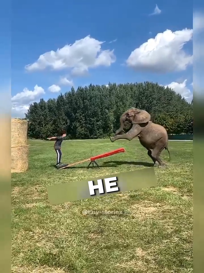This elephant took all of the man_s bananas 😂❤️#animals #elephant #usa🇺🇸 #fypシ゚viral #capcut 