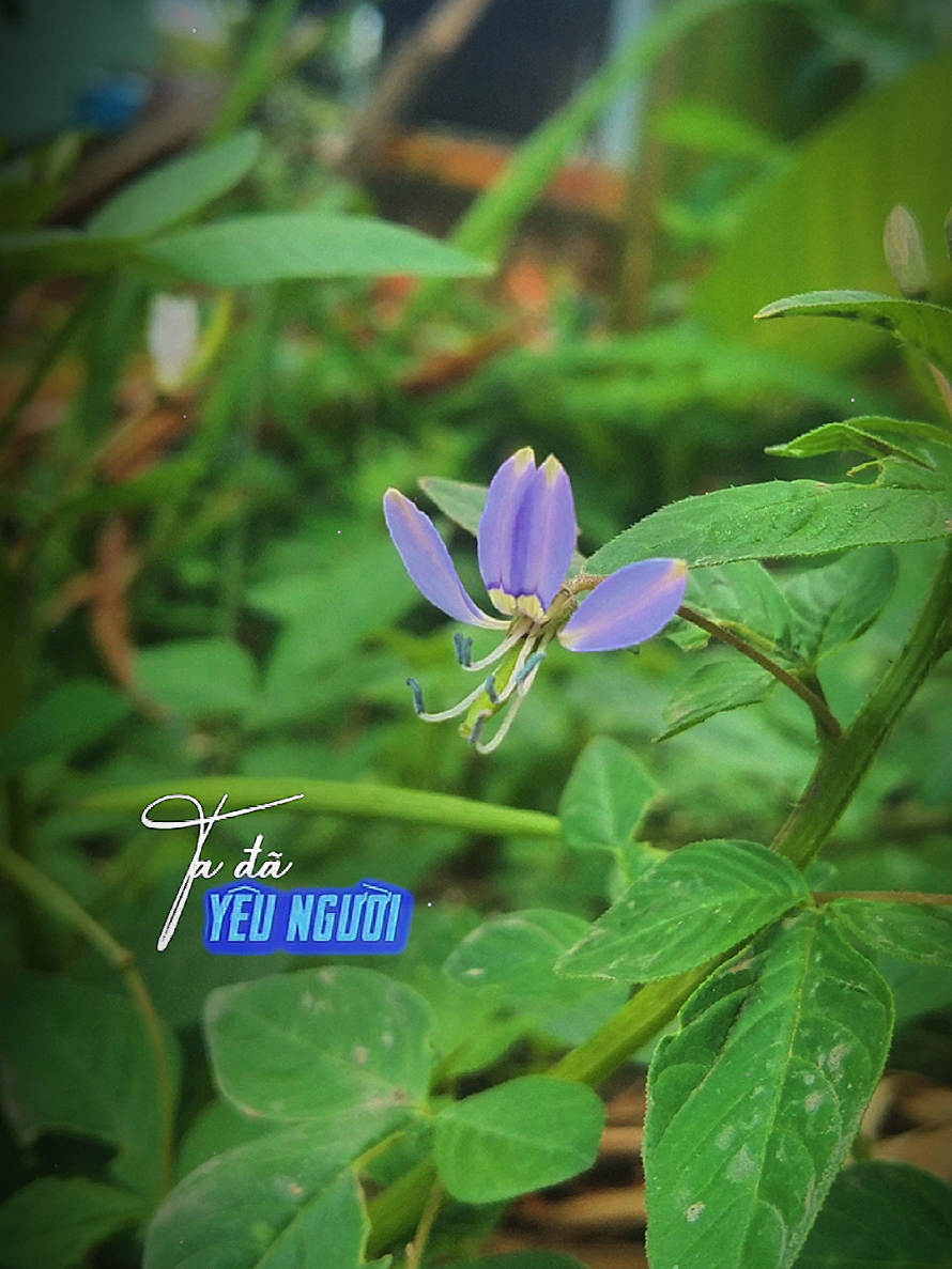 đoạn đường nào đó ta đã yêu người... #nhachaymoingay  #nhactrutinh  #thiênnhiên  #fpy  #lặng989 
