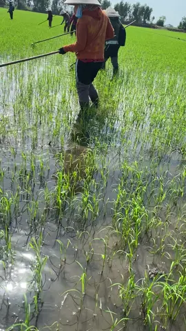 Cái nắng oi bức 🥵