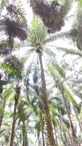 kalok saya tak buang galah tak tau lah macam mana itu daun #potongbuahkelapasawit #fyp 