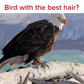 #edit #fyp #viral? #cockatiels #capcut 