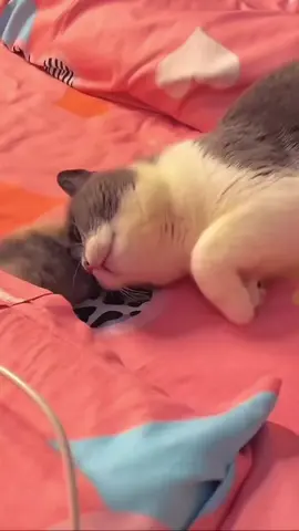 #catlover #catsoftiktok #kucing #funnycat 