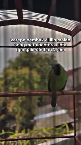 entek resik😂 #kicaumaniaindonesia #fyp #cucakijo #cucakijomania 