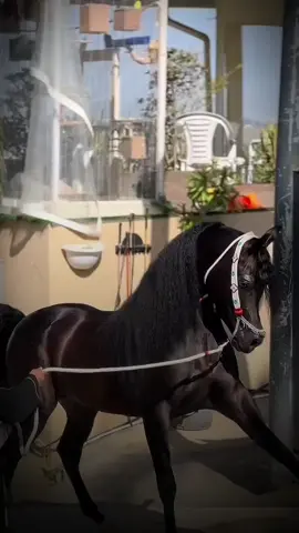 #CapCut #عاشقه_الخيل🐎❤ #ستوريات_حزينة #شعراء_وذواقين_الشعر_الشعبي🎸 #اكسبلور 
