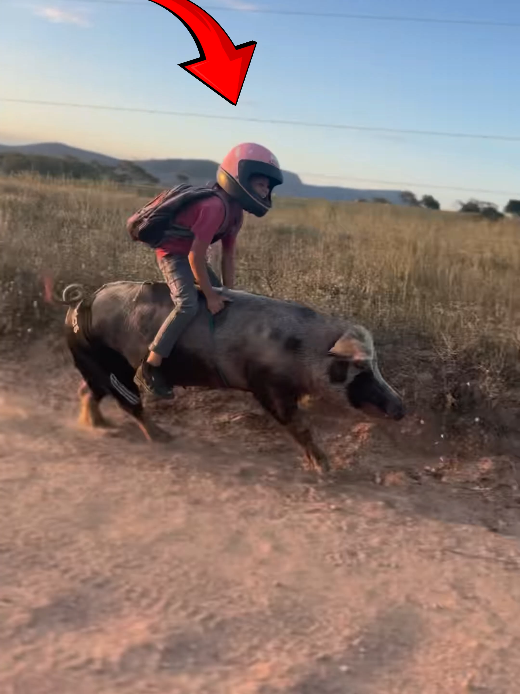 Real Life Hog Rider?! 🐖💨  Credit: @gutinho_rochaofc via ig Follow Our Social Media: TT: @el_nino_tv IG: elnino_tv_official FB: El Nino TV YT: EL NINO TV #hogrider #reallife #pig #cow #donkey #brazil #brazilian #animals #viral #viralvideo #viraltiktok #trending #fyp #fypシ゚