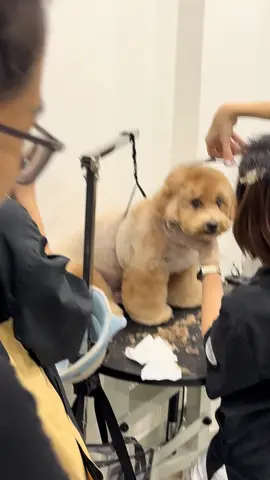 Đẹp trai quá trời , gửi ba coi liền #tiktokgiaitri❤️‍ #bichonnhatranloc #oreopetsalon #tiktokvuinhon #xuhuớng 