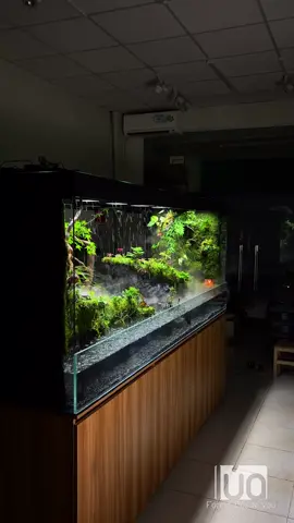 Mưa Rừng Nửa Đêm - by Lúa Design #rainforest #terrarium #lúadesign #naturedecor #nhadep 