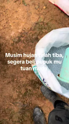 Gas mupuk bosQ 🙌🙌 #fyp #sawit #pupuk #bossawit 