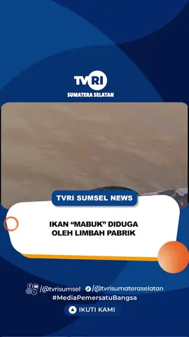 IKAN “MABUK” DIDUGA OLEH LIMBAH PABRIK Inilah video yang menampilkan sejumlah ikan di kawasan sungai lais yang mengalami “mabuk”. berdasarkan keterangan dalam video, diduga ikan mengalami teler dan lemas dikarenakan limbah pusri yang mencemari sungai. Saksikan Selengkapnya di Sumsel Hari Ini Pukul 16.00 WIB #tvrisumsel #mediapemersatubangsa #tvrisumateraselatan #tvrinasional #tvpublik @Eflianty Analisa 