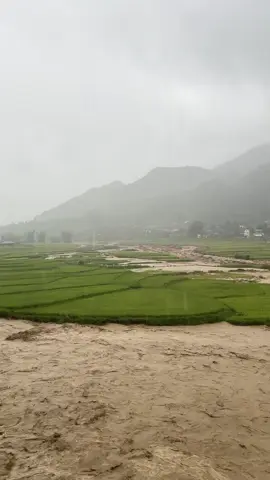 Sau cơn bão số 10 đi qua  thương lắm tú lệ ơi 😔#tulelaocai 
