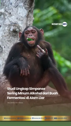Sebuah studi terbaru mengungkap bahwa simpanse di alam liar secara rutin mengonsumsi buah yang telah mengalami fermentasi, sehingga mereka juga menelan alkohol dalam jumlah signifikan. Temuan ini menambah bukti bahwa kebiasaan mengonsumsi alkohol mungkin telah menjadi bagian dari sejarah evolusi manusia sejak lama. Penelitian yang dipimpin oleh Aleksey Maro dari University of California dan diterbitkan di jurnal Science menjelaskan bahwa simpanse setiap hari mengonsumsi buah fermentasi dengan kadar alkohol sekitar 0,3%, setara dengan minum satu botol bir kecil pada manusia. Di Taman Nasional Kibale (Uganda) dan Taman Nasional Taï (Pantai Gading), tim menganalisis 20 varietas buah yang kerap dimakan simpanse. Seekor simpanse rata-rata mengonsumsi 4,5 kilogram buah per hari, sehingga menelan hingga 14 gram alkohol. Jika dibandingkan dengan berat badan simpanse sekitar 41 kilogram, jumlah ini setara dengan setengah liter bir pada manusia. Baca selengkapnya di nusantarainfo.com #simpanse #faktasimpanse