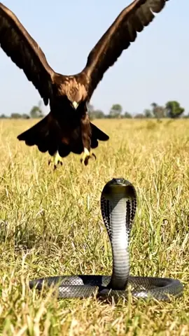 An eagle attacks a cobra on a meadow. #eagle #snake #cobra