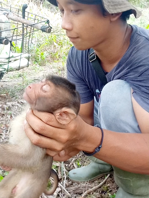 bayi beruk 🐒#anakmonyet #babymonkey #monyet #monkey 