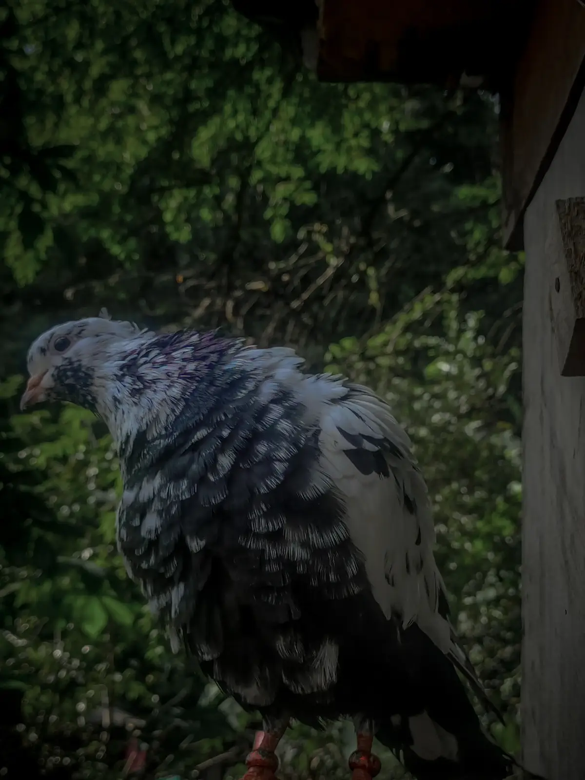 #fypシ゚ #sd_loft🕊️💫 #pigeon_lover❤️ #akurana_pasanga #CapCut 