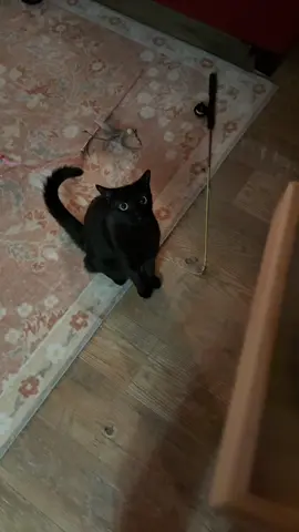 This is a nicely occurrence, you’d think she’s starving or something          #blackcat #PetsOfTikTok #cats #fyp