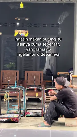 ajur lek #kenarimaniaindonesia #kenari #katakatakenari #kicaumania #kenarirasmi 
