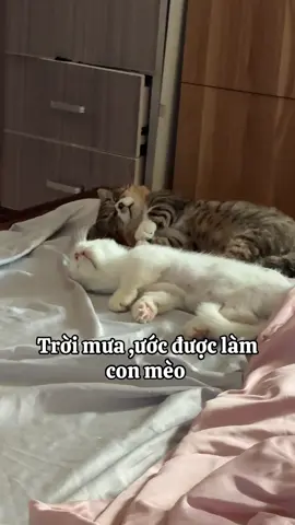 🌧️ Mưa #noah #tiktok #pet #viral #mây 