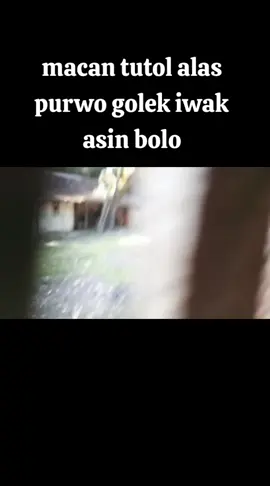 #viral #fyp #tiktok #hiburan #macan tutul alas purwo