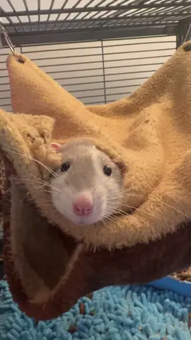 🤍🩶 #rat #ratsoftiktok #fyp 