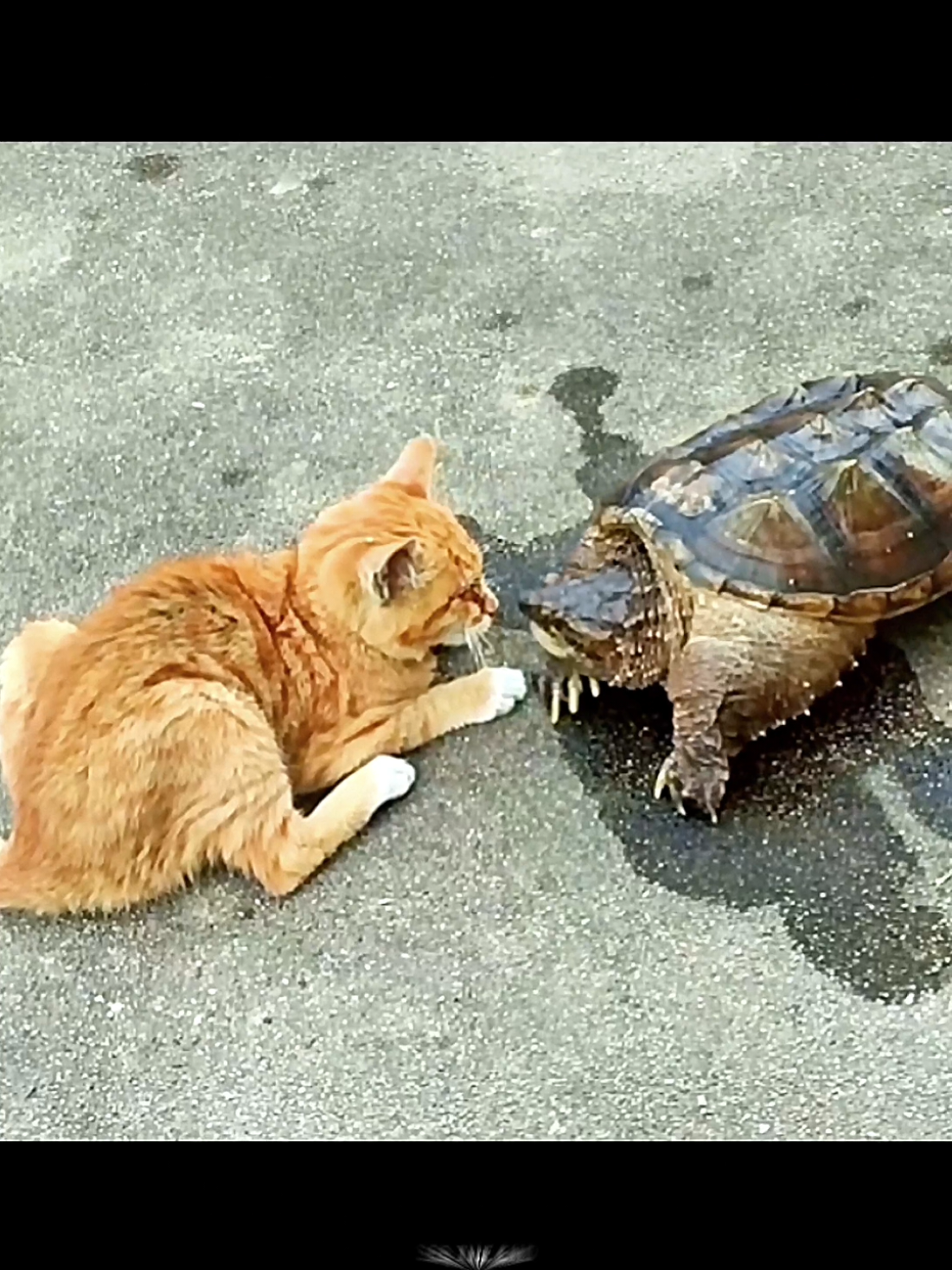 😼:ya elah segitu doang #cat #trending #animals #viral #fyp 
