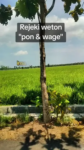 Rejeki weton pon & wage #wetonjawa #pon &wage#rejekiwow #primbonjawa #lewatberanda 