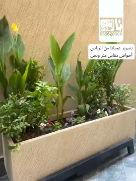 تصوير عميلنا من الرياض أحواض مقاس متر ونص تبارك الله 