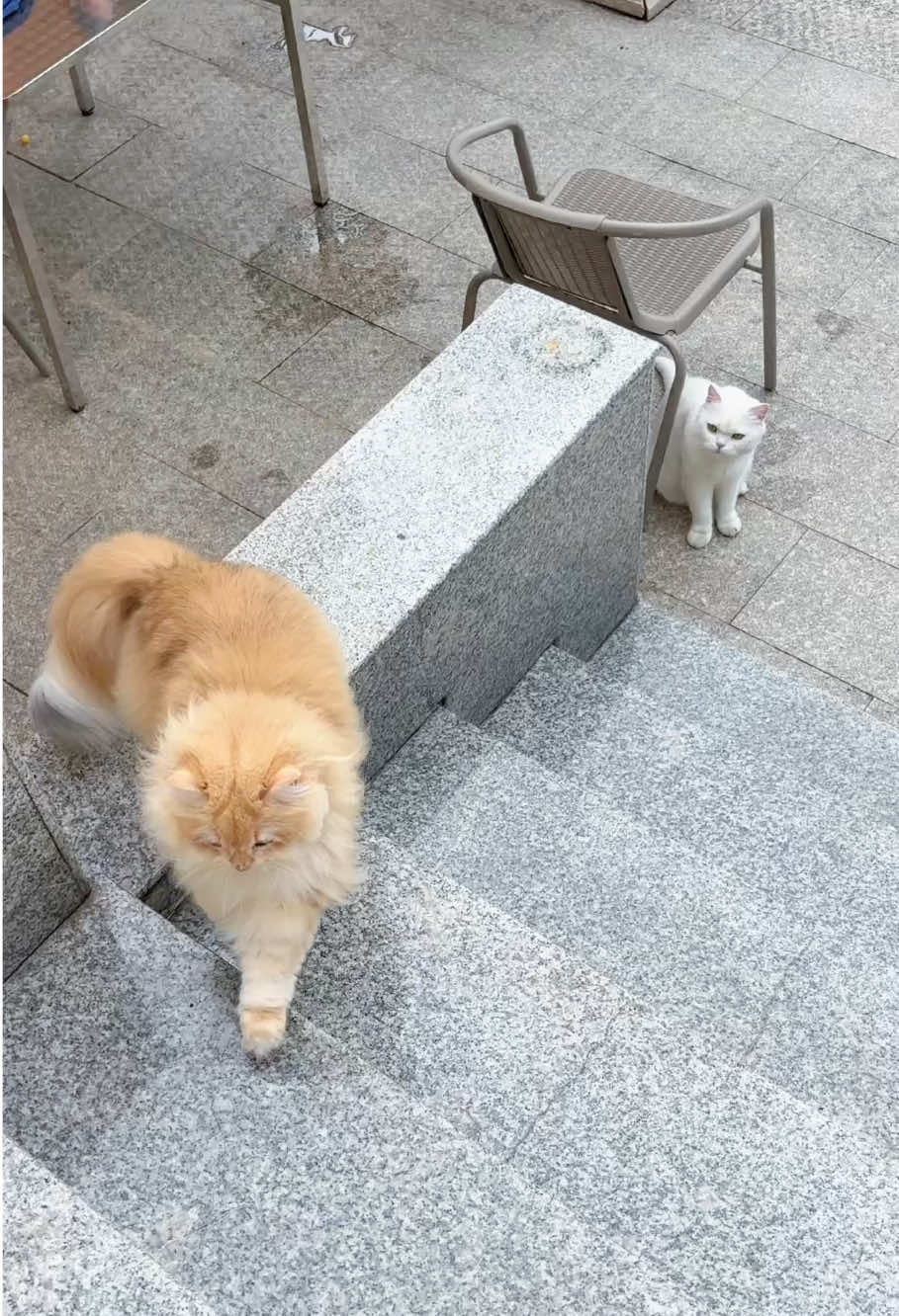 #funnyvideos #funnycat #fyp 