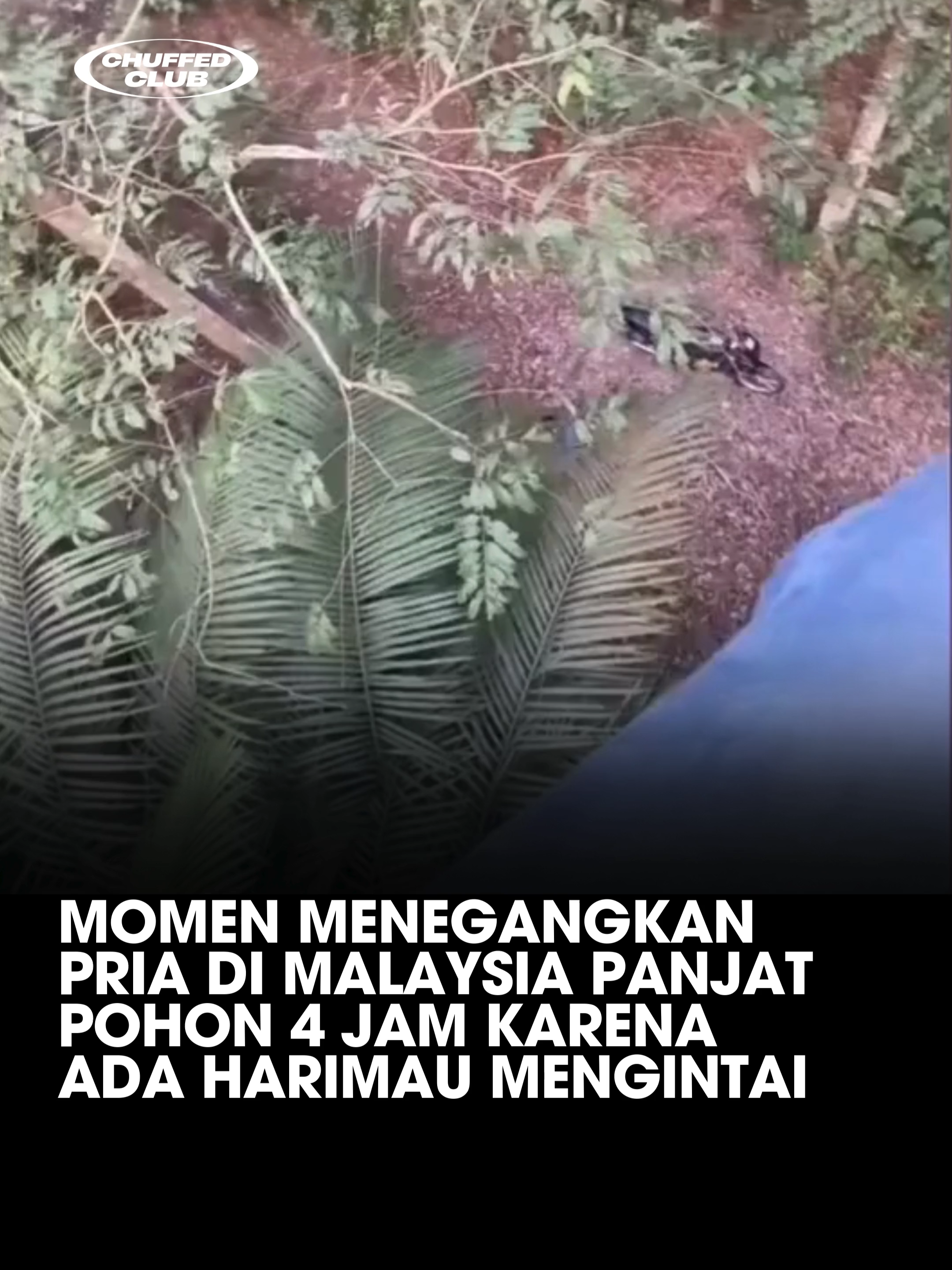 “MOMEN MENEGANGKAN: PRIA DI MALAYSIA PANJAT POHON 4 JAM KARENA ADA HARIMAU MENGINTAI” 🦁 Bayangkan, sedang asyik berkebun di hutan, tiba-tiba seekor harimau muncul di depan mata. Itulah yang dialami seorang pria di Malaysia yang terpaksa memanjat pohon dan bertahan selama 4 jam demi keselamatan hidupnya. Kejadian ini terjadi di kawasan hutan di Malaysia, di mana pria tersebut sedang bekerja di ladang. Tiba-tiba, seekor harimau muncul dari semak-semak dan mendekat. Dalam keadaan panik, pria tersebut memutuskan untuk memanjat pohon dan bertahan di sana selama 4 jam hingga harimau tersebut pergi. Selama berada di atas pohon, pria tersebut sempat merekam situasi tersebut menggunakan ponselnya. Video yang diunggah menunjukkan betapa dekatnya jarak antara pria tersebut dan harimau, serta ketegangan yang dirasakannya. Setelah kejadian tersebut, pria tersebut berhasil turun dari pohon dan melaporkan insiden ini kepada pihak berwenang. Beruntung, ia tidak mengalami cedera serius. Kejadian ini mengingatkan kita akan pentingnya kewaspadaan saat berada di alam liar dan perlunya edukasi tentang cara menghadapi situasi darurat seperti ini. Mari kita jaga kelestarian alam dan satwa liar, serta selalu berhati-hati saat berada di habitat mereka. #Harimau #AlamLiar #Keamanan #EdukasiLingkungan #Malaysia