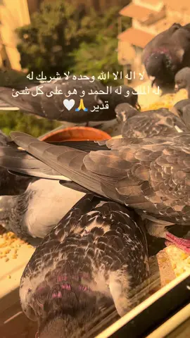 لا اله الا انت يا الله 
