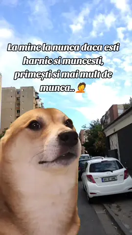 #Meme #MemeCut #CapCut #caidee 