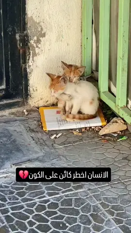 #الحيوانات 