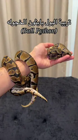 الأصله الخجوله