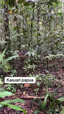 #Timika #alampapua🌴🌱🌱 Burung kasuari