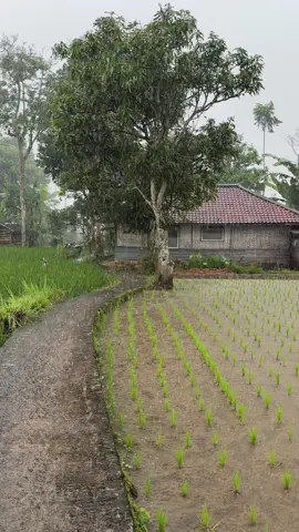 Suasana syahdu saat turun hujan di pedesaan 