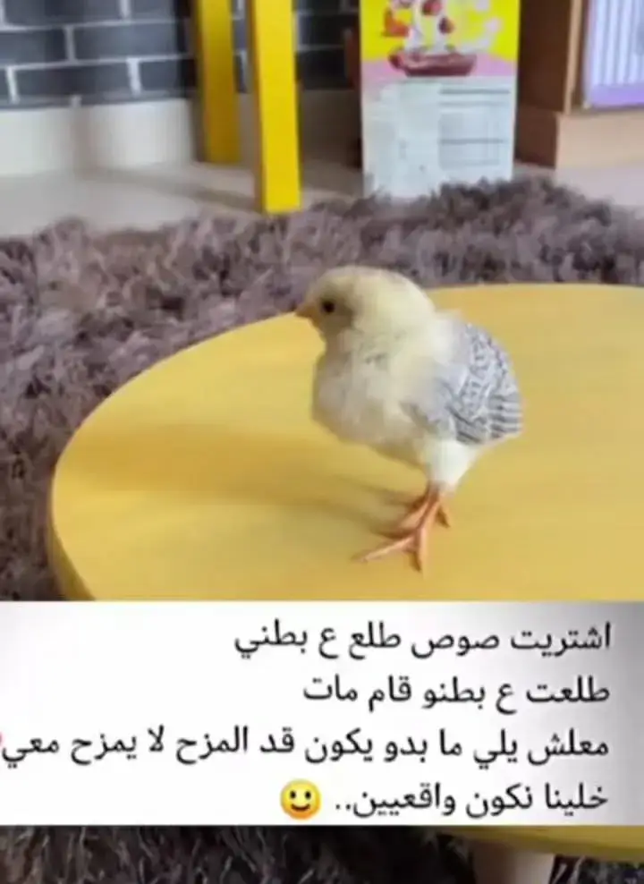 الو و و#😂😂😂😂😂😂😂👌 