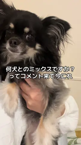 チワワだよ🐶 #チワワ #dogsoftiktok #愛犬がいる暮らし 