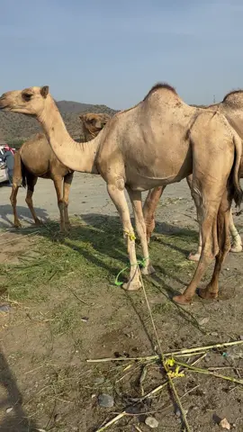 للبيع من له خاطر يتوصل 0557493473