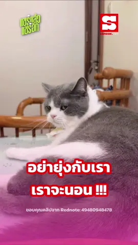 นุดอย่าพึ่งยุ่งกับเรา เราจะนอน  #น้องแมว #คลิปแมวตลก #sanook