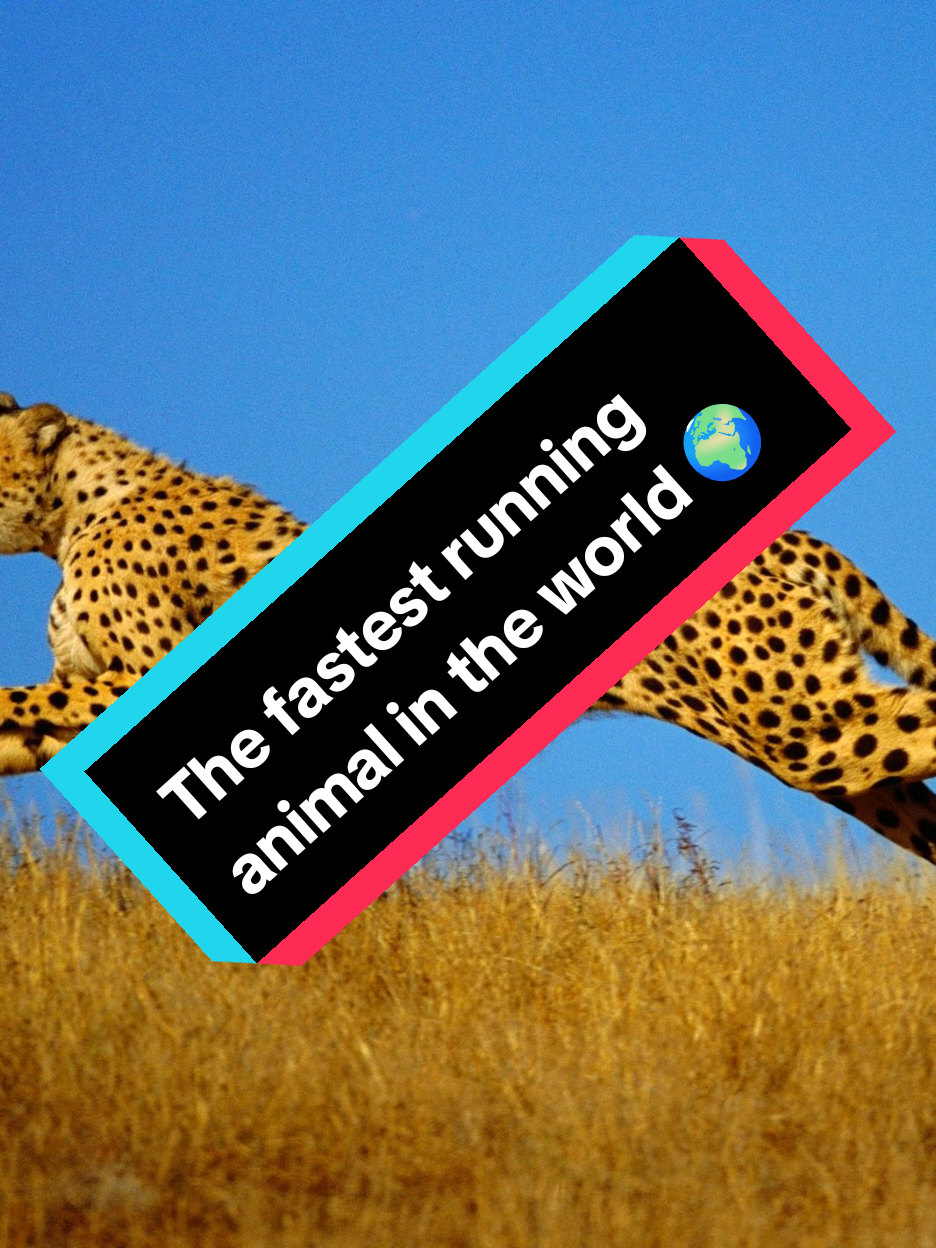 The fastest running animal in the world😮 #Running #animals #omg #viral #alightmotion_edit 