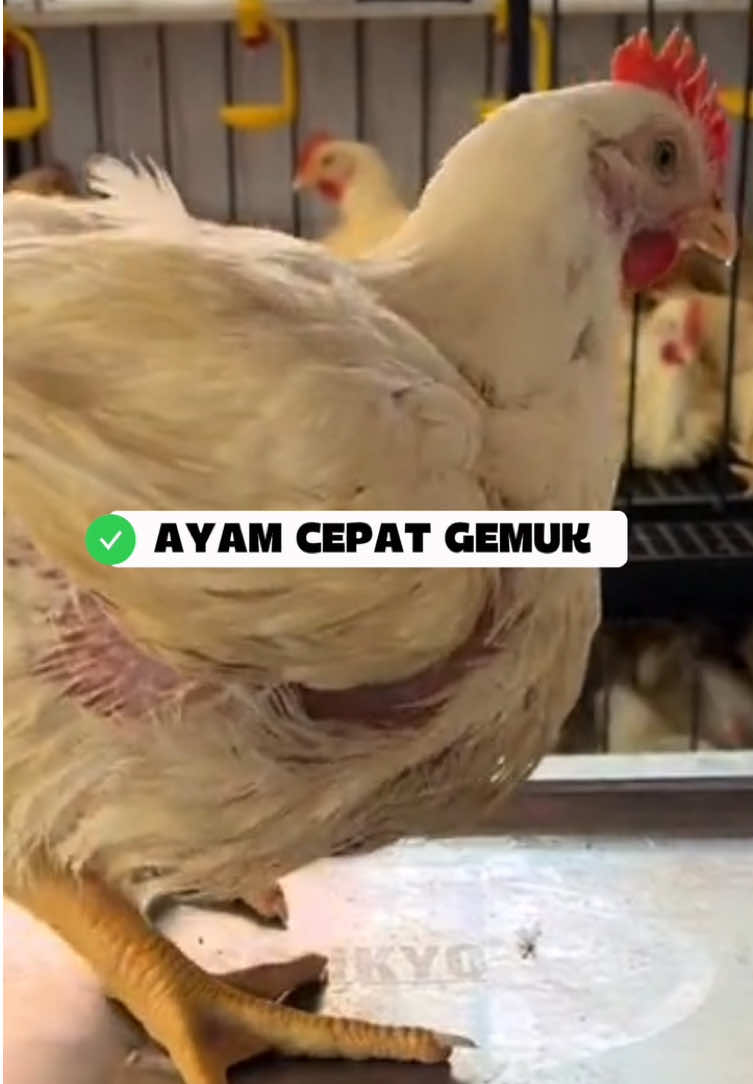 Harga ayam potong melejit, waktunya ABI dan peternak broiler merapat barisan siap dengan ayam lebih gemuk dan sehat lagi !👍 #vitamals #ayampotong #peternakayam #anakkandang #ayambroiler 