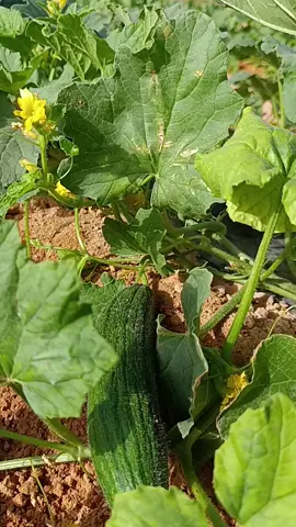 #فلاحة🖤🌿 #