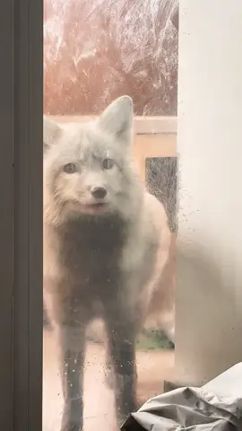 Эх давно мне не писали, что у меня лиса бешеная и ядовитая😄 ну что ж, вот вам повод!  П. С. Такое поведение лисички это не признак бешенства, она всего лишь развлекается так. Зализала все стекла 😄