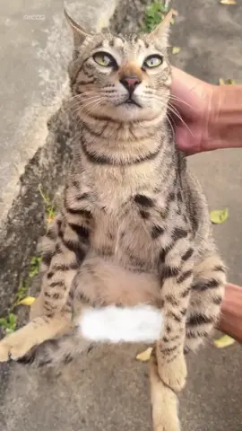 #hajimi #cats #xuhuong 