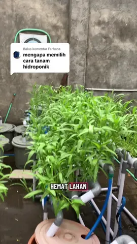 Membalas @Farhana  Hidroponik sayuran cepat panen,hemat lahan dan air #hidroponik #sayursehat #sayurhidroponik #foryourpage #fypシ゚ 