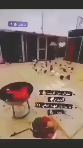 #السماوه_مدينتي  #شعب_الصيني_ماله_حل😂😂 