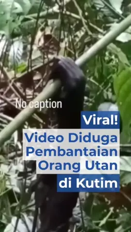 Video diduga orangutan disiksa di Kutim bikin geger!😱 BKSDA: “Laporkan, jangan diam!” 🚨🦧 Selengkapnya di apakabar.co.id #ViralIndonesia #SaveWildlife #Orangutan #BeraniLapor #KaltimUpdate