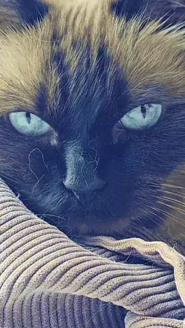 My ocean eyes 🥰 #oceaneyes #brutus 