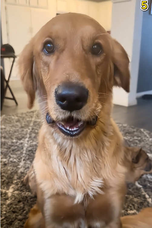 Why Golden Retrievers Are the Ultimate Mood Boosters!🐾🤣🤣#tiktok #foryou #dog #dogsoftiktok #goldenretriever #goldenretrieverlife #funnydog #usa 