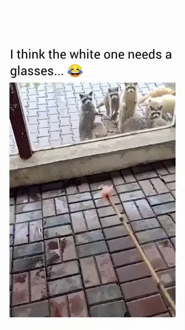 😅😂🤣🤣🤣 #fyp #foryou #foryoupage #virel #fun #funny #funtime #funnyvideos #animals #meercat #squirrel #apt #roses_are_rosie #brunomars #bbmas #grammy 