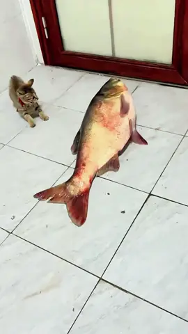 Cat's powerlessness😿 #Cat#Cats#Kitten#Kittens#Meow